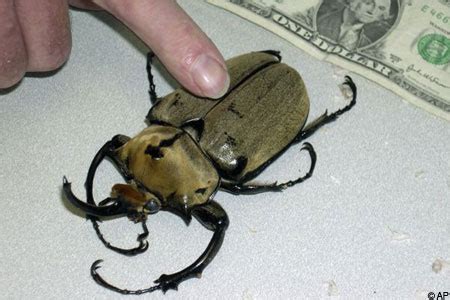 postman finds giant bugs  mail metro news