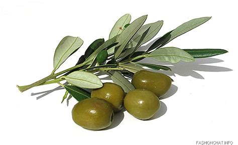 rationalist judaism  evolution   olive