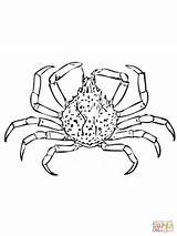 Crab Spider Coloring Pages Spined Nine Color sketch template