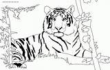 Coloring Tiger Pages Animal Popular sketch template