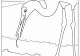Coloring Audubon Sandhill Pages Crane sketch template