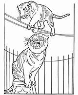Circus Coloring Pages Tiger Animals Animal Printable Tigers Kids Honkingdonkey Performing Sheet Elephant Zoo Rope Color Lion Para Horse sketch template