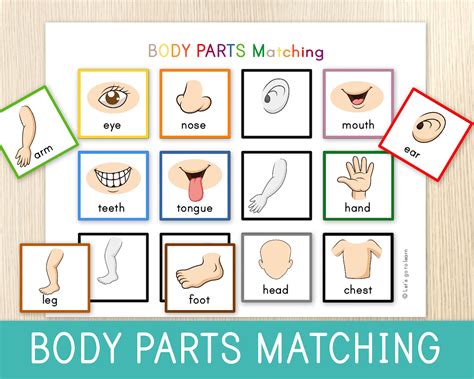 body parts matching activity  toddlers human body toddler etsy
