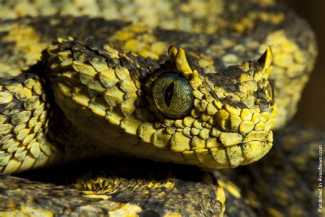 atheris close up