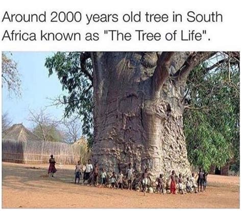 The Tree Of Life In South Africa Meme By Peebee Memedroid