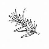 Tattoo Rosemary Drawings Drawing Herb Simple Plant Gif Botanical Illustration Designs Desenho Bee Life Google Herbs sketch template