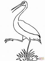 Stork Coloring Pages Storks Printable Designlooter 18kb 1600px 1200 Library Clipart sketch template