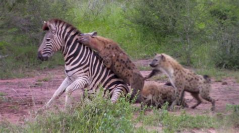 zebra died tragically    besieged   hungry hyenas     escape