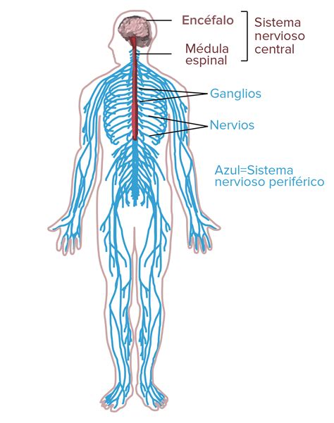 esquema del sistema nervioso fotos guia  images