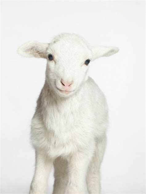 sweet baby lamb lambs pinterest