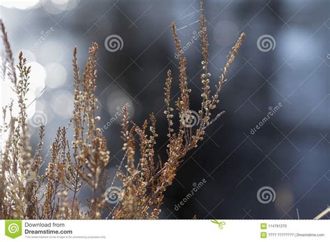 dream grass  early spring stock photo image  landscape flower