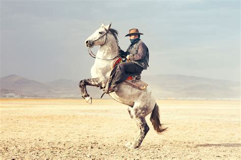 western landscapes  horses