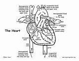Heart Coloring Anatomy Pages Human Printable Blood Flow Diagram Body Through Veins Kids Lungs Organs Key Arteries Book Labeled Advanced sketch template