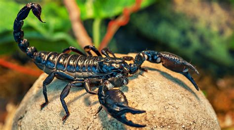 rid  scorpions ways   scorpions  bay survival life