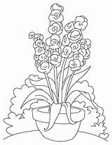 Flower Coloring Gladiolus Long Pages sketch template