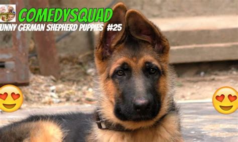 Funny German Shepherd Puppies Video 25 Funniest And Cutest