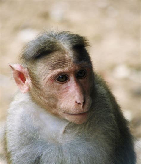 rhesus macaque macaca mulatta  photo  flickriver