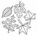 Coloring Tree Leaf Pages Leaves Pile Maple Dogwood Fall Thanksgiving Getcolorings Dogwoods Autumn Getdrawings Colorings Printable sketch template