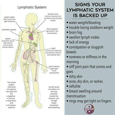 today is part 2 of my lymph series check back to part 1