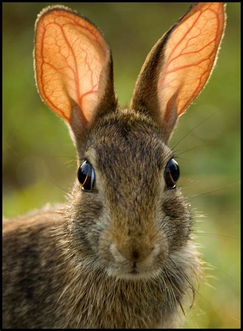rabbit ear movement reverbnation