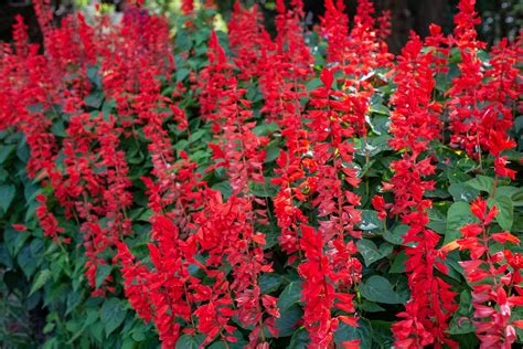 Red Salvia Plant Care And Growing Guide
