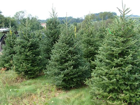 support local christmas tree farms  season clarksville tn