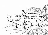Coloring Alligator Crocodile Pages Kids Printable Drawing American Color Print Water Getdrawings Getcolorings sketch template