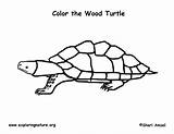 Turtle Spotted Coloring Sponsors Wonderful Support Please sketch template
