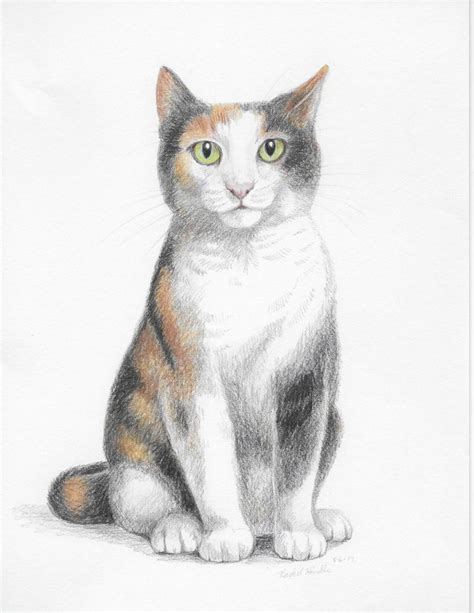calico cat coloring page   gambrco