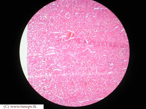 histology   human kidney histology