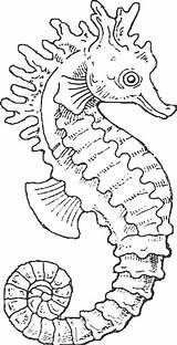 Colorat Hippocampe Caluti Seahorse Aquatique Cal Planse Dieren Animale P29 Desene Hippocampes Jardindepierrot Caballitos Primiiani Copii морской конек Seahorses Ecrire sketch template