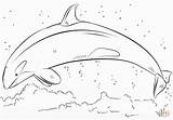 Orca Killerwal Killer Springender Whales Schwertwal Balena Assasina Mammals Fin sketch template