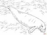 Dugong Coloring Sea Cow Pages Supercoloring Drawing Main Animals Skip Paper sketch template