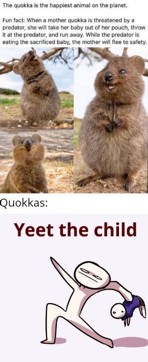 Offensive Quokka Meme