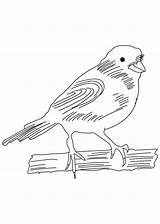 Canary Domestic Coloring Pages sketch template