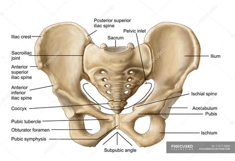 anatomy  human pelvic bone  labels osteology biology stock