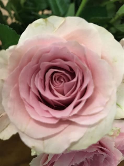 blush pink roses coffer myrrh pink roses blush pink  balm flora