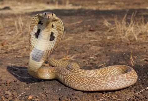 gambar ular cobra terbaru gambarcoloring