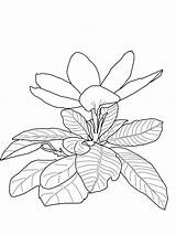 Gardenia Pintarcolorear Siembra Piante Pucca Supercoloring sketch template