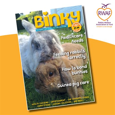 binky e magazine rabbit welfare shop