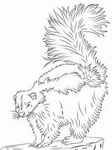 Skunk Coloring Pages Cute Printable Realistic Supercoloring Drawing Animal Categories Color Choose Board Popular sketch template