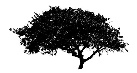 black tree png