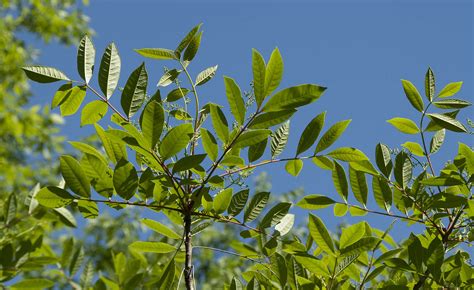 ways  spot poison ivy oak sumac   grid news