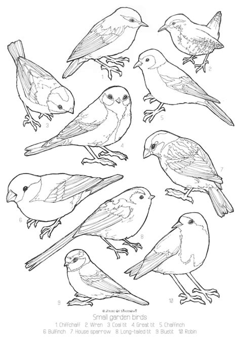 small garden birds uk colouring page digital  print etsy
