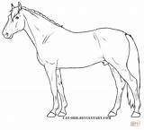 Coloring Dutch Pages Warmblood Drawing sketch template