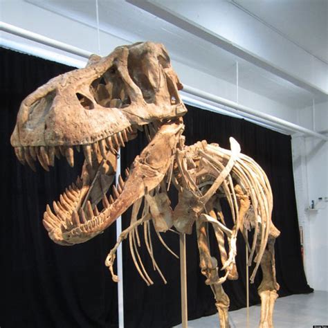 Mongolian Dinosaur Fossil Likened To Frankenstein