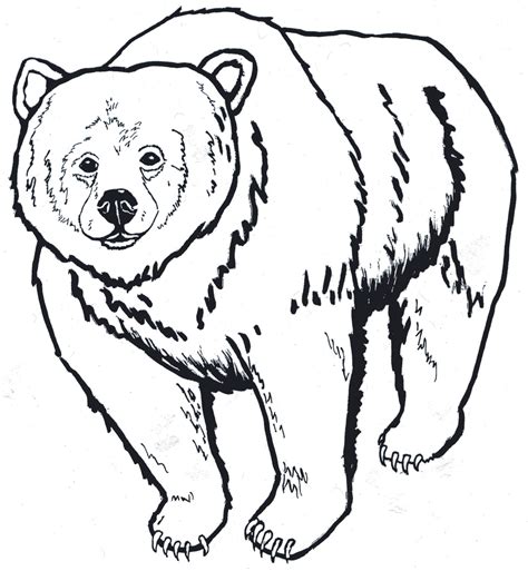 brown bear head clipart black  white  polar bear coloring page
