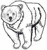 Bear Outline Drawing Grizzly Clipart Brown Head American Native Coloring Pages Polar Animal Kids Bears Color Cool Drawings Printable Cartoon sketch template