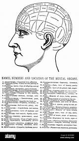 Phrenology Physiognomy Head Illustration Stock Phrenological Nelson Study Key Drayton 1892 Sizer Heads Face Them Alamy sketch template