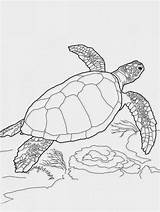 Turtles Realistic Loggerhead Tortue Coloriage Sheets Getcolorings Tortoise Teamiran Enregistrée Colorkiddo Colornimbus Tortuga sketch template
